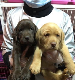 收售各種名犬名貓.寵物美容.寄養.用品