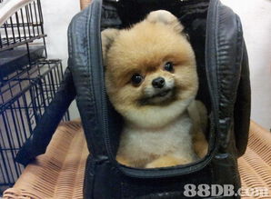 joyful pet house提供寵物美容等服務 pet pet beauty