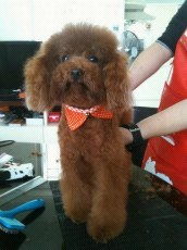 m m上門寵物美容服務 door2door pet grooming service 81088717 quality service reasonable price
