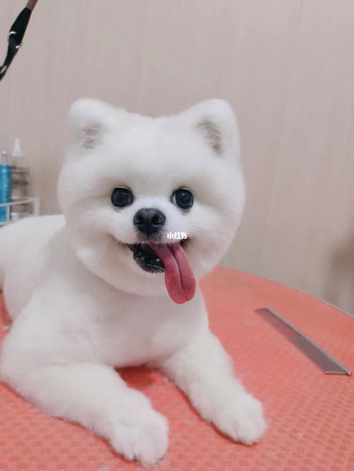 承德寵物美容